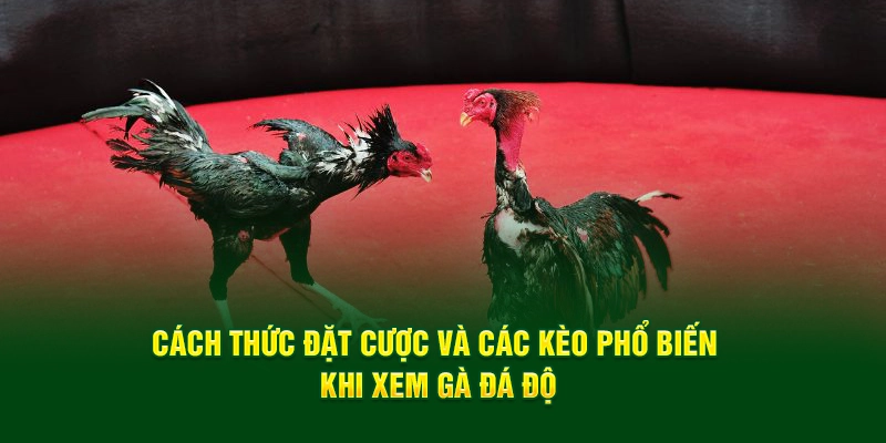 Cách thức đặt cược và các kèo phổ biến khi xem gà đá độ