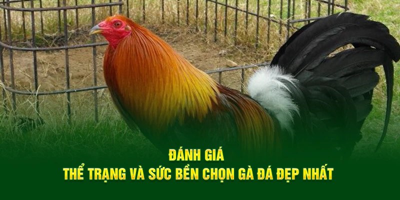 Đánh giá thể trạng và sức bền chọn gà đá đẹp nhất