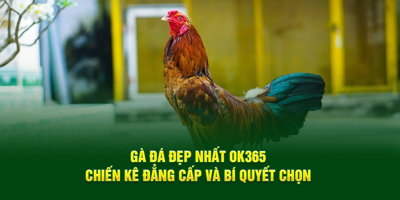 Gà Đá Đẹp Nhất OK365 - Chiến Kê Đẳng Cấp Và Bí Quyết Chọn