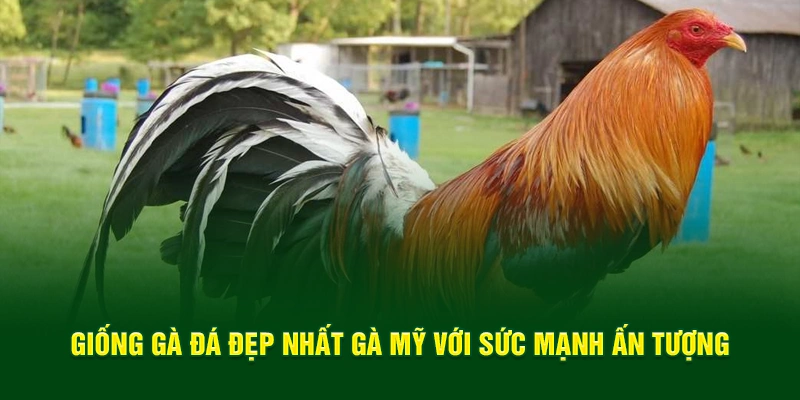 Giống gà đá đẹp nhất gà Mỹ với sức mạnh ấn tượng