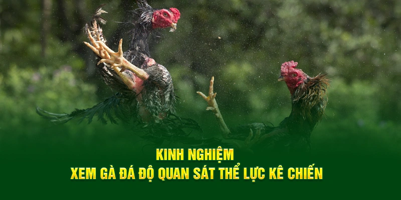 Kinh nghiệm xem gà đá độ quan sát thể lực kê chiến