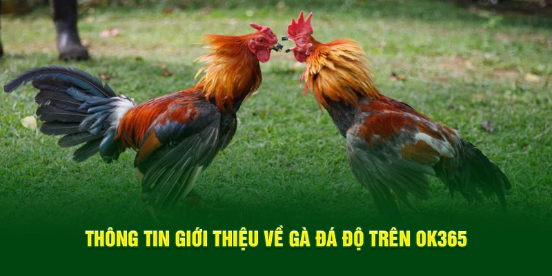 Thông tin giới thiệu về gà đá độ trên OK365