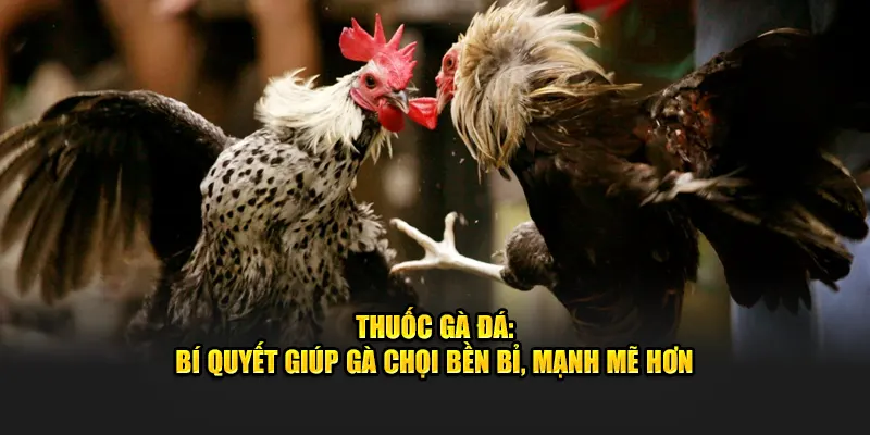 Thuốc Gà Đá: 5 Bí Quyết Giúp Gà Chọi Bền Bỉ, Mạnh Mẽ Hơn