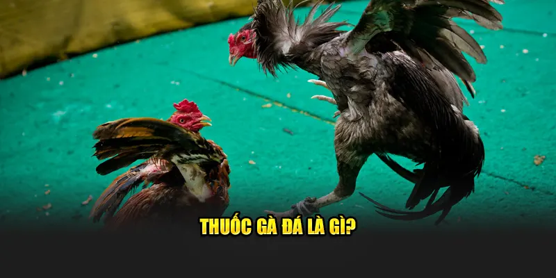 Thuốc gà đá là gì?