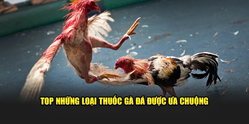 Top những loại thuốc gà đá được ưa chuộng
